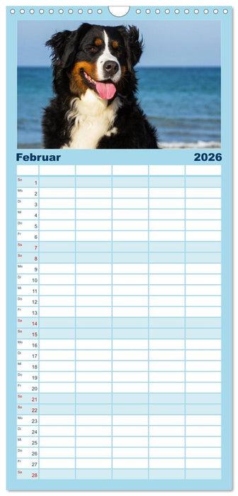 Berner Sennenhunde am Strand (CALVENDO Familienplaner 2026)