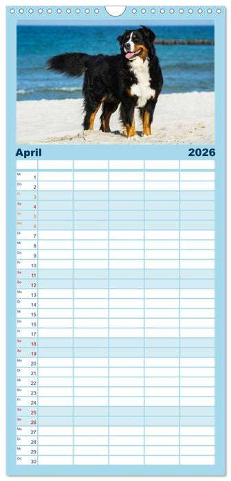 Berner Sennenhunde am Strand (CALVENDO Familienplaner 2026)