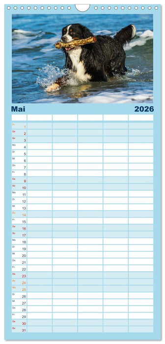 Berner Sennenhunde am Strand (CALVENDO Familienplaner 2026)