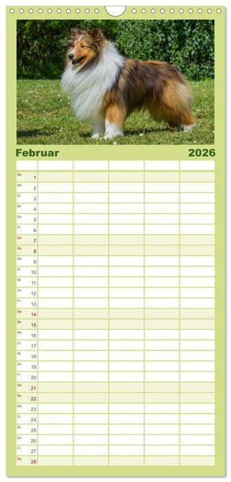 Traumhund Sheltie (CALVENDO Familienplaner 2026)