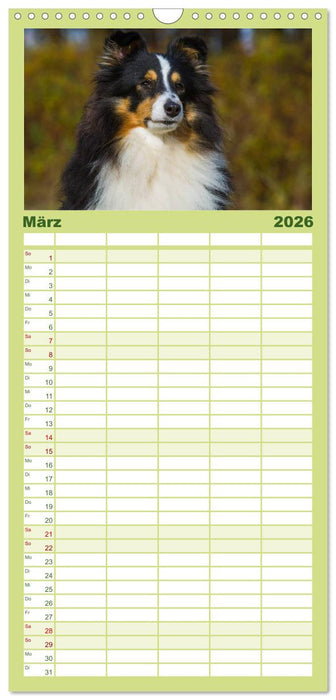 Traumhund Sheltie (CALVENDO Familienplaner 2026)