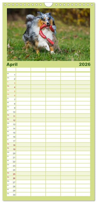 Traumhund Sheltie (CALVENDO Familienplaner 2026)