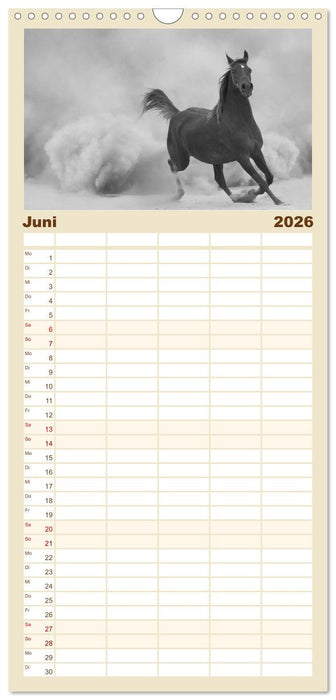 Arabische Pferde (CALVENDO Familienplaner 2026)