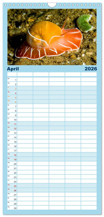 Fische und Meerestiere (CALVENDO Familienplaner 2026)