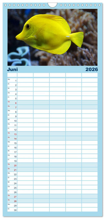 Fische und Meerestiere (CALVENDO Familienplaner 2026)