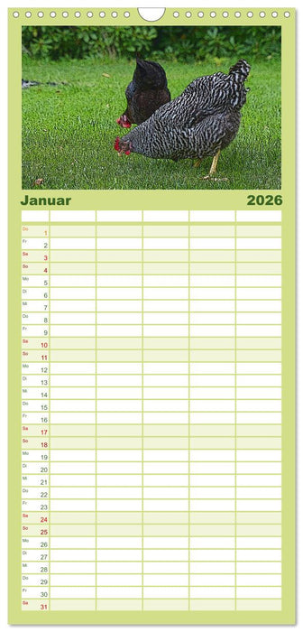 Die Hühner sind los! (CALVENDO Familienplaner 2026)