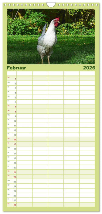 Die Hühner sind los! (CALVENDO Familienplaner 2026)