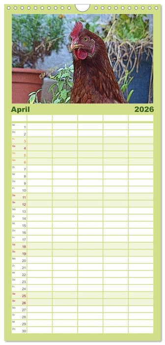 Die Hühner sind los! (CALVENDO Familienplaner 2026)