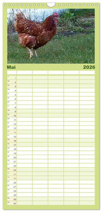 Die Hühner sind los! (CALVENDO Familienplaner 2026)