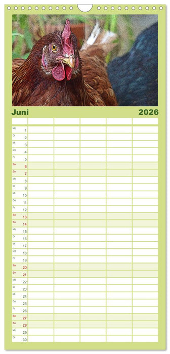 Die Hühner sind los! (CALVENDO Familienplaner 2026)