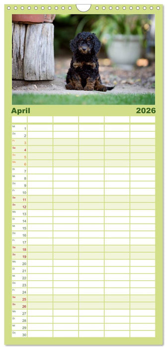 Pudel (CALVENDO Familienplaner 2026)