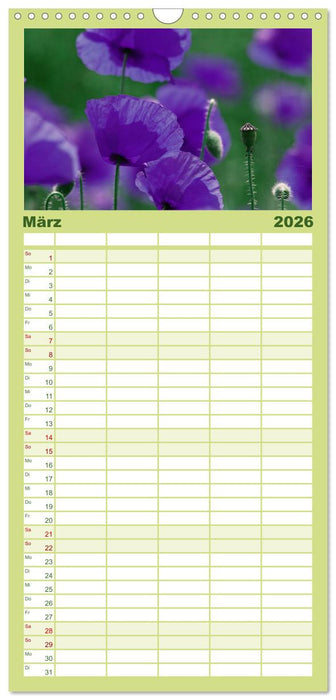 Mohnblumen Träume (CALVENDO Familienplaner 2026)