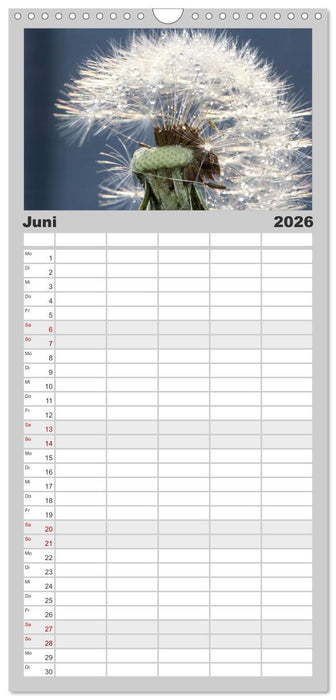 Puste mal! (CALVENDO Familienplaner 2026)