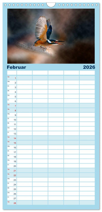 Wunderschöner Eisvogel (CALVENDO Familienplaner 2026)
