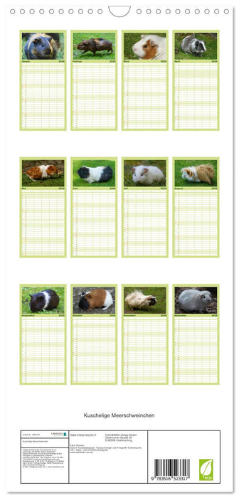 Kuschelige Meerschweinchen (CALVENDO Familienplaner 2026)