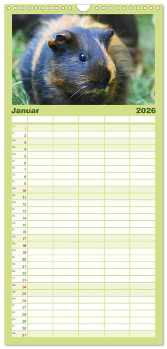 Kuschelige Meerschweinchen (CALVENDO Familienplaner 2026)