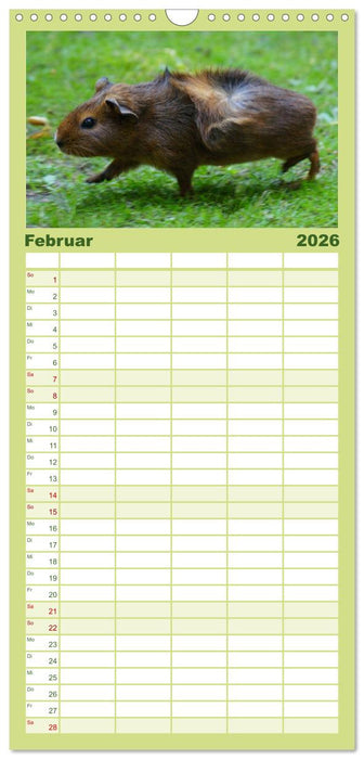 Kuschelige Meerschweinchen (CALVENDO Familienplaner 2026)