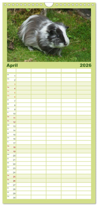 Kuschelige Meerschweinchen (CALVENDO Familienplaner 2026)