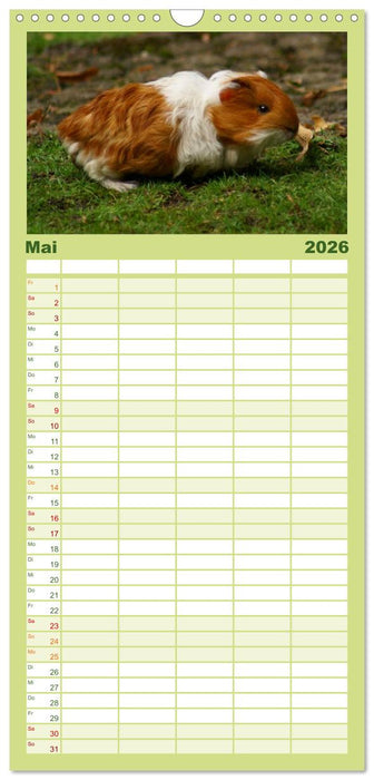 Kuschelige Meerschweinchen (CALVENDO Familienplaner 2026)
