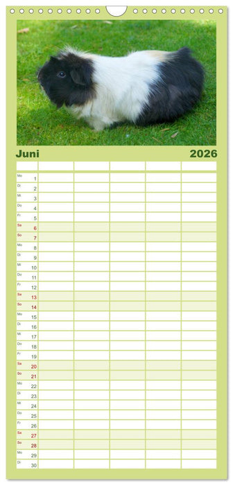 Kuschelige Meerschweinchen (CALVENDO Familienplaner 2026)