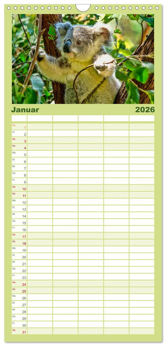 Koala - kleiner Teddy (CALVENDO Familienplaner 2026)