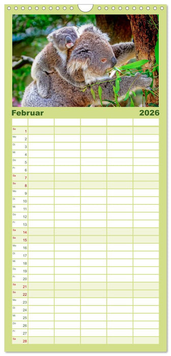 Koala - kleiner Teddy (CALVENDO Familienplaner 2026)