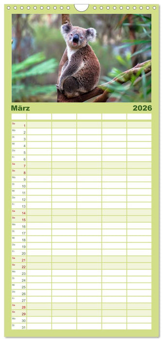 Koala - kleiner Teddy (CALVENDO Familienplaner 2026)