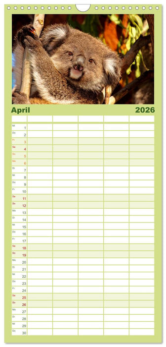 Koala - kleiner Teddy (CALVENDO Familienplaner 2026)