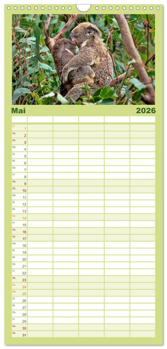 Koala - kleiner Teddy (CALVENDO Familienplaner 2026)