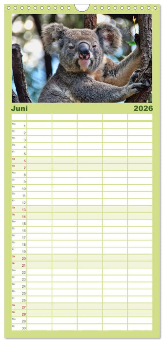 Koala - kleiner Teddy (CALVENDO Familienplaner 2026)