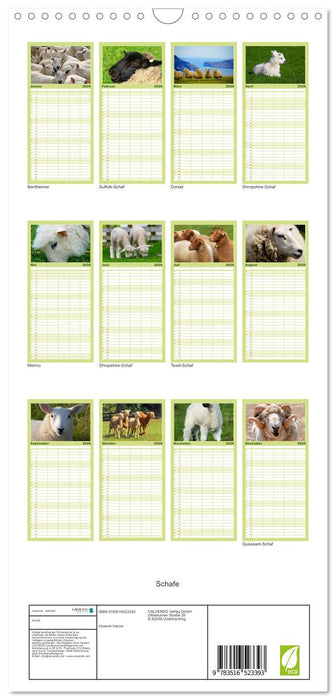 Schafe (CALVENDO Familienplaner 2026)