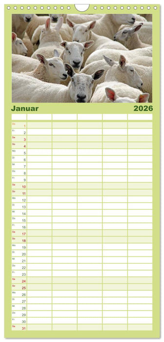 Schafe (CALVENDO Familienplaner 2026)