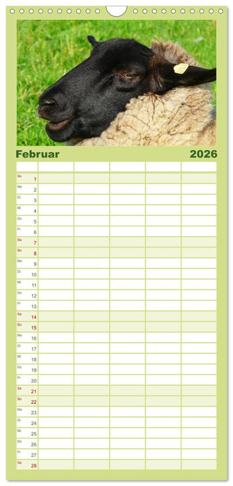 Schafe (CALVENDO Familienplaner 2026)