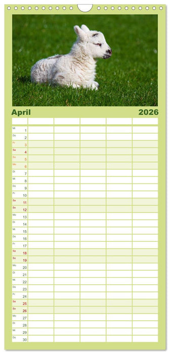 Schafe (CALVENDO Familienplaner 2026)