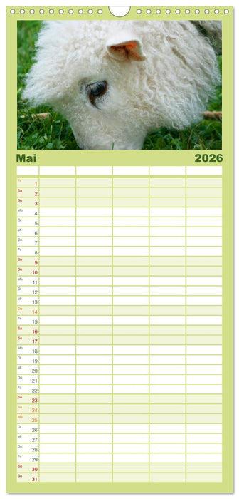 Schafe (CALVENDO Familienplaner 2026)