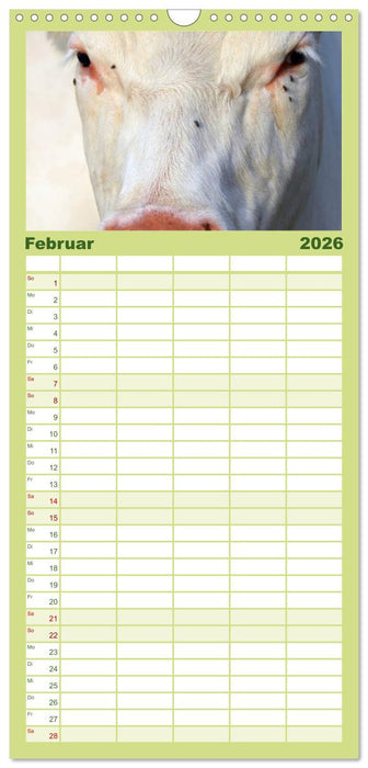 Kühe (CALVENDO Familienplaner 2026)