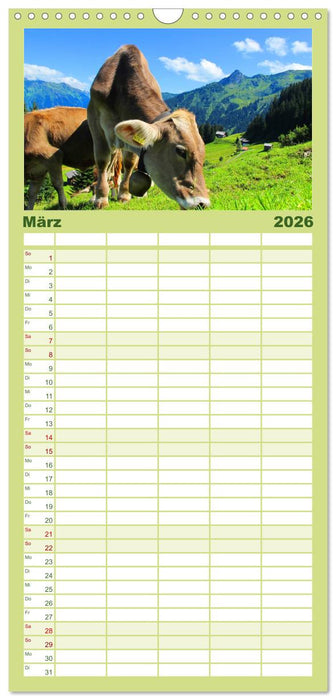 Kühe (CALVENDO Familienplaner 2026)