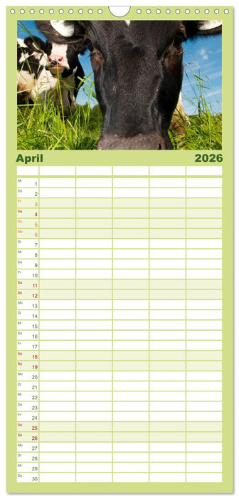 Kühe (CALVENDO Familienplaner 2026)