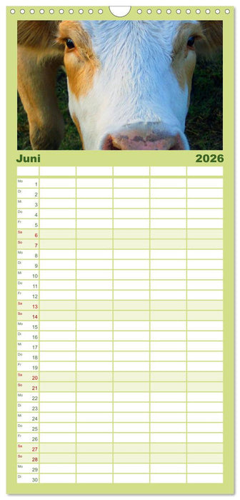 Kühe (CALVENDO Familienplaner 2026)