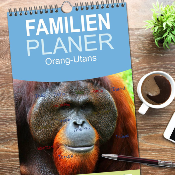 Orang-Utans (CALVENDO Familienplaner 2026)