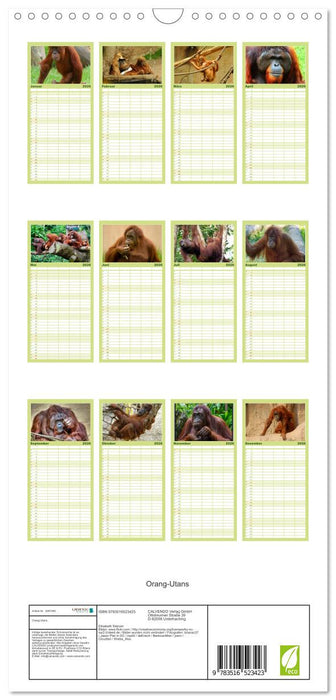 Orang-Utans (CALVENDO Familienplaner 2026)