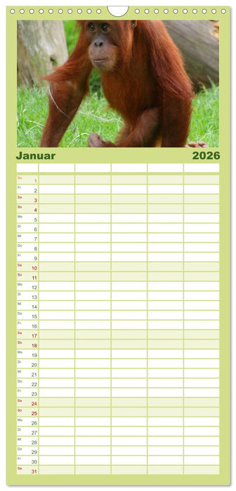Orang-Utans (CALVENDO Familienplaner 2026)