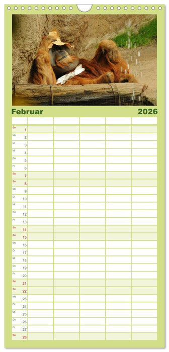 Orang-Utans (CALVENDO Familienplaner 2026)