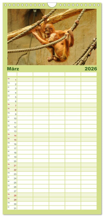 Orang-Utans (CALVENDO Familienplaner 2026)