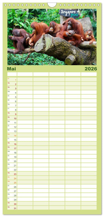 Orang-Utans (CALVENDO Familienplaner 2026)