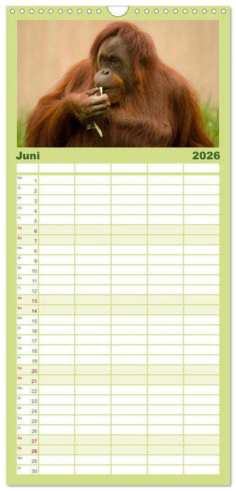 Orang-Utans (CALVENDO Familienplaner 2026)