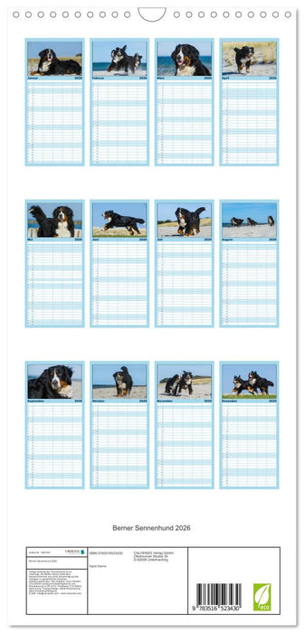 Berner Sennenhund 2026 (CALVENDO Familienplaner 2026)