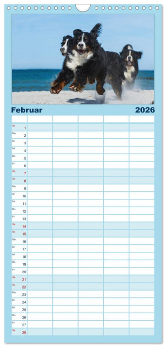 Berner Sennenhund 2026 (CALVENDO Familienplaner 2026)