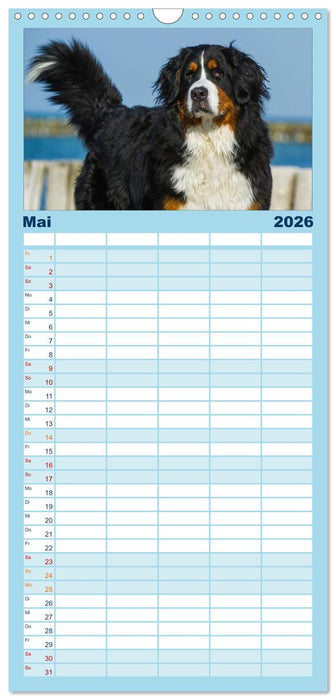 Berner Sennenhund 2026 (CALVENDO Familienplaner 2026)
