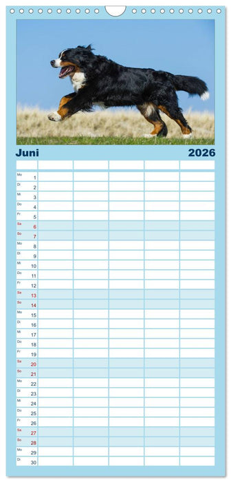 Berner Sennenhund 2026 (CALVENDO Familienplaner 2026)